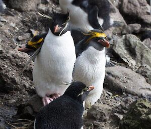 A picture of rockhopper and royal penguins that are nesting in close proximity