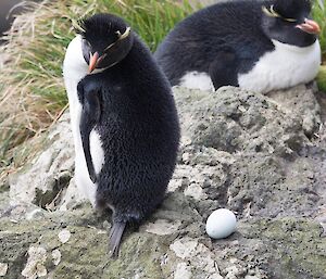 A rockhopper penguin with its egg sitting on the rocky ground
