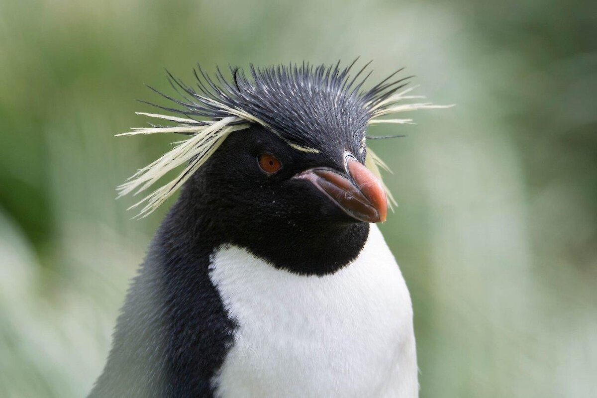 Fiordland penguin