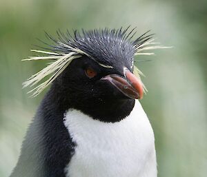 A closeup of the distinctive yellow and black head feathers of an adult Rockhopper.