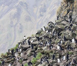 A photo of rockhopper penguins on the side of a rocky steep hill.