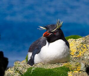 A rockhopper penguin with a perfect blue sky in the background
