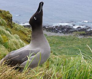 A light mantled albatross standing on the ground looking up with the coastline in the background