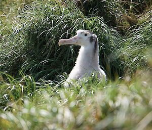 A wandering albatross chick in the green vegetation