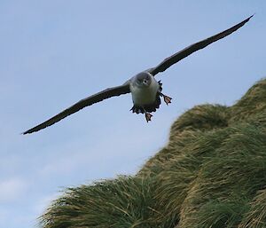 A grey petrel adult flying above green vegetation