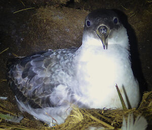 A grey petrel bird sitting on its nest