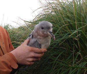 A grey petrel adult being held with the transmitter fitted