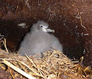 A grey petrel chick sitting on the nest in its burrow.