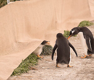 A gentoo chick comes under the fence to find parents.