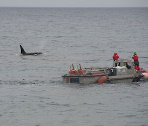 An orca next to a LARC