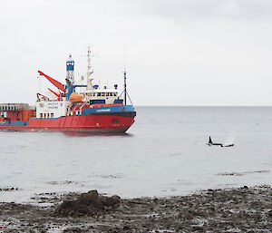 L'Astrolabe in the water with two orcas in foreground