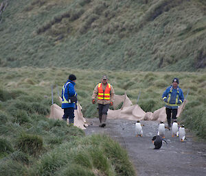Two men walking behind some penguins, to clear the road