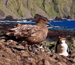 A skua keeping careful eye over the rockhopper penguin colony for chances to grab an egg