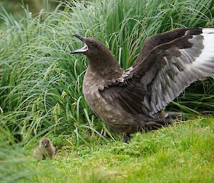 A female skua with its wings outstretched with its very tiny chick