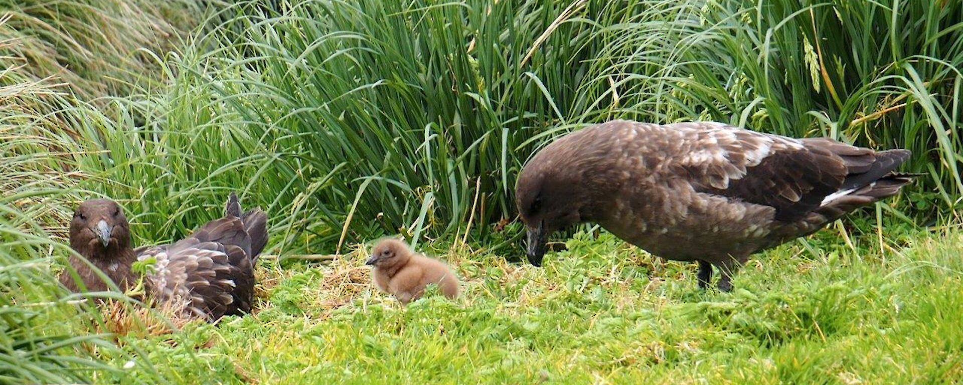 A picture of a skua family resting in the vegetation.