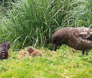 A picture of a skua family resting in the vegetation.