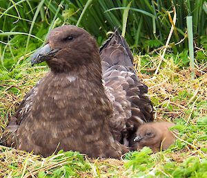 A female skua lying with its chick at Lusitania Bay