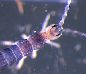 Microscope image of a springtail from the Green Gorge region