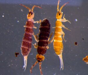 Microscope image of springtails from the Green Gorge region