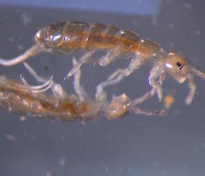 Microscope image of a springtail from the Green Gorge region