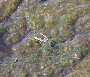 A picture of mating crane flies (Tipulidae). They love the puddles and the featherbed.