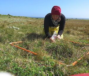 Litter collection on Handspike in the short grass mire