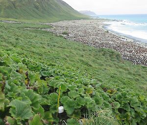 A picture of Lusitania Bay where Stilbocarpa Polaris insect trapping is conducted in the vegetation