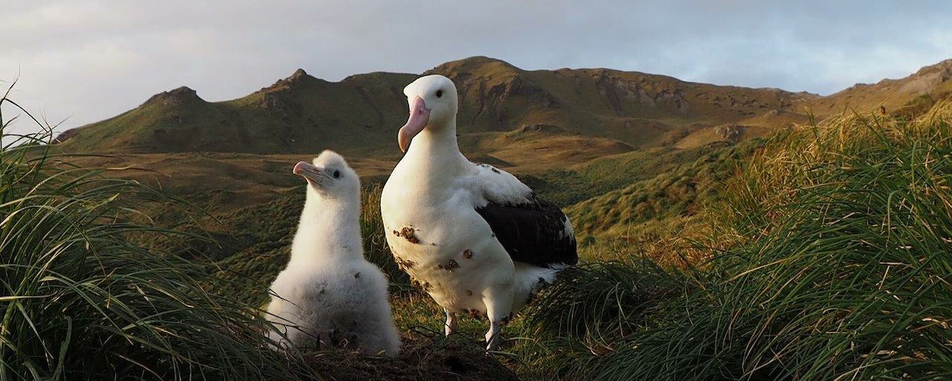 Wandering albatross chick with adult in the Amphitheatre in April 2016