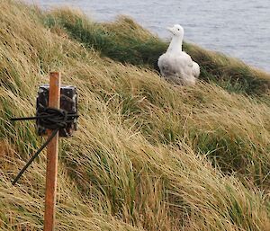 Wandering albatross chick at Cape Star in July 2016