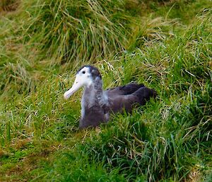 Wandering Albatross chick sitting in the vegetation in the Amphitheatre recently — photo taken in November