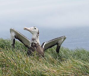 Wandering albatross juvenile at Cape Star in early November