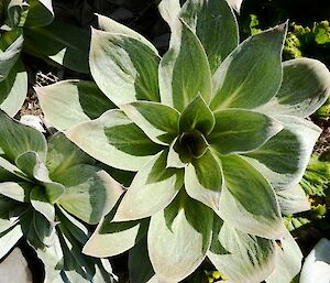 A close up of a green plant that hasn’t flowered yet.