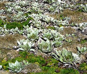 A picture of mega-herb plants that have grown and changed colour in the past month.