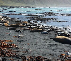 A photo of a mix of non-breeding elephant seals resting on the beach along with plenty of juveniles resting up after a busy evening of swimming lessons…