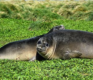 Two juvenile elephant seals resting nearby to the beach — soaking up the summer sunshine