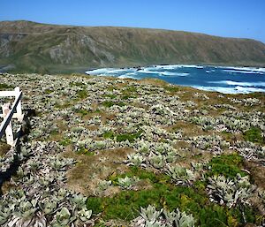 Wireless Hill looking south towards the plateau. The Pluerophyllum hookeri has come grown a fair bit from when we first viewed it from the dormant crowns in early September.