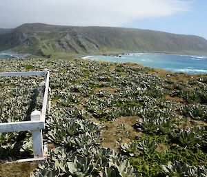 A photo looking at plants that have grown but have not yet flowered.