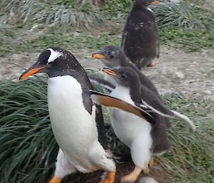 Parent gentoo walking quickly ahead of its chick that is trying to find more food.