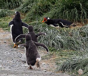 Three gentoo penguins running down the road.