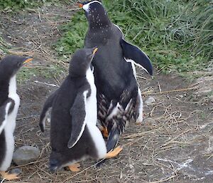 Gentoo parent chased for food by two chicks