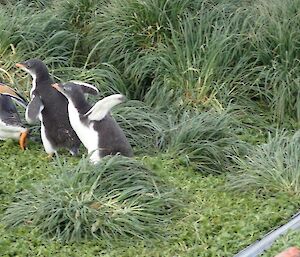 Gentoo parent chased for food by two chicks