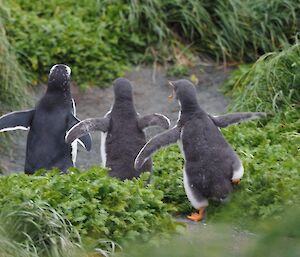 Gentoo parent chased for food by two chicks