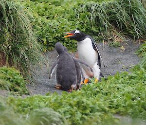 Gentoo parent squawking at two chicks