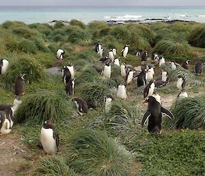 The gentoo colony post resupply standing around in the grassy tussock.