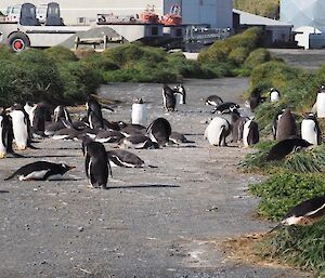 Gentoo chicks lie all over the road