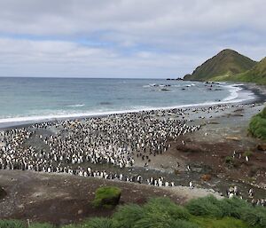 Hundreds of king penguins out on the beach at Sandy Bay