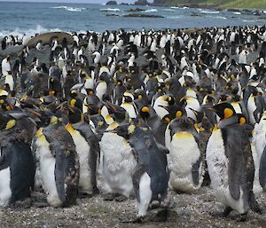 King penguins moulting on the beach
