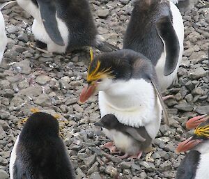Royal penguins with chicks at the colony at Sandy Bay
