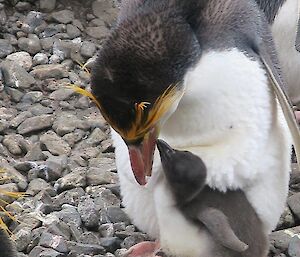 A royal penguin with chick