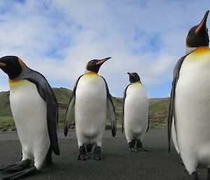 Four king penguins on the beach keeping an eye on everything